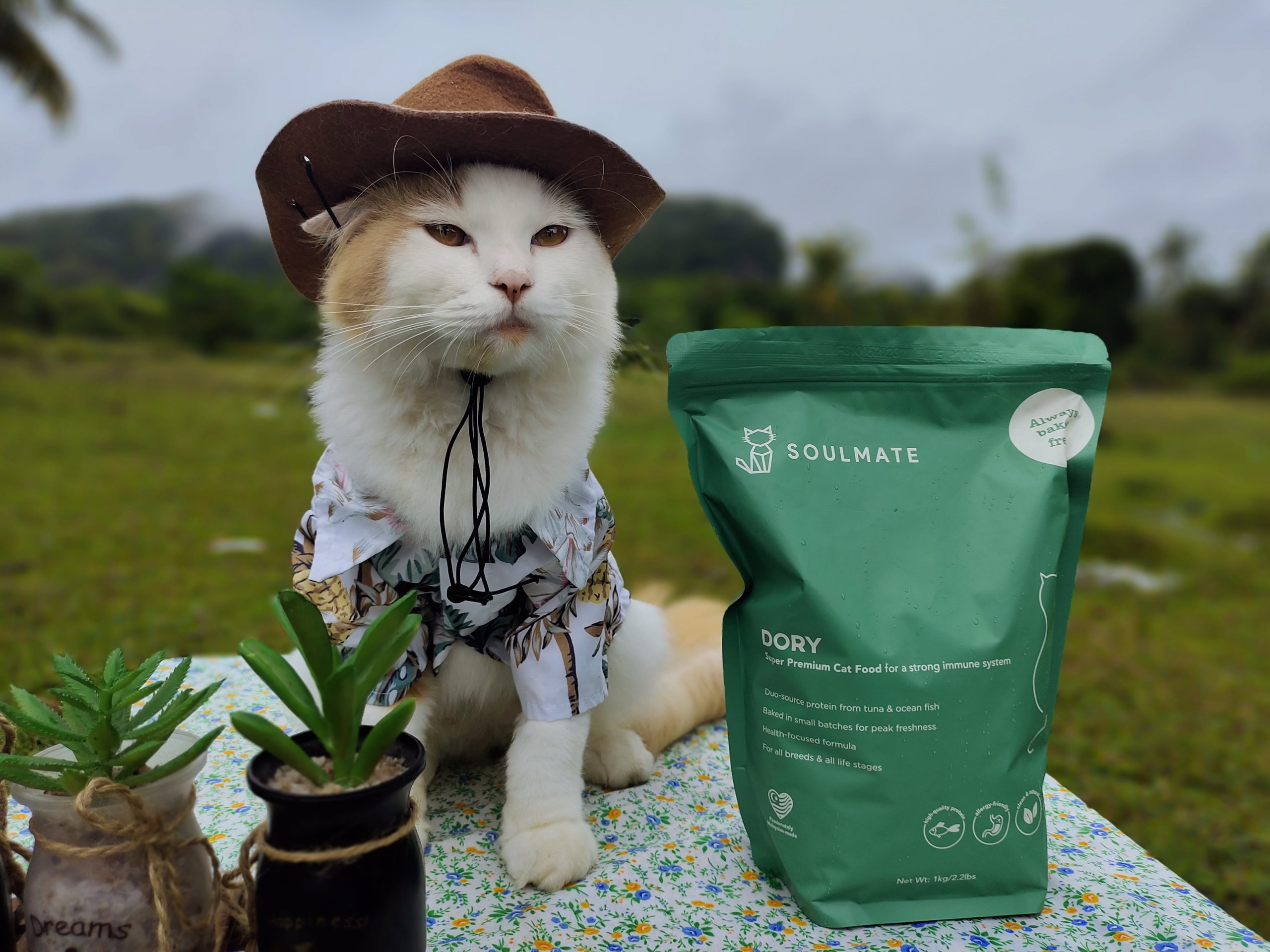 alt=a cat posing with cat kibbles products