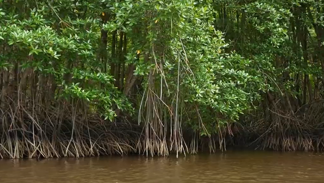 mangrove trees at kuala sepetang